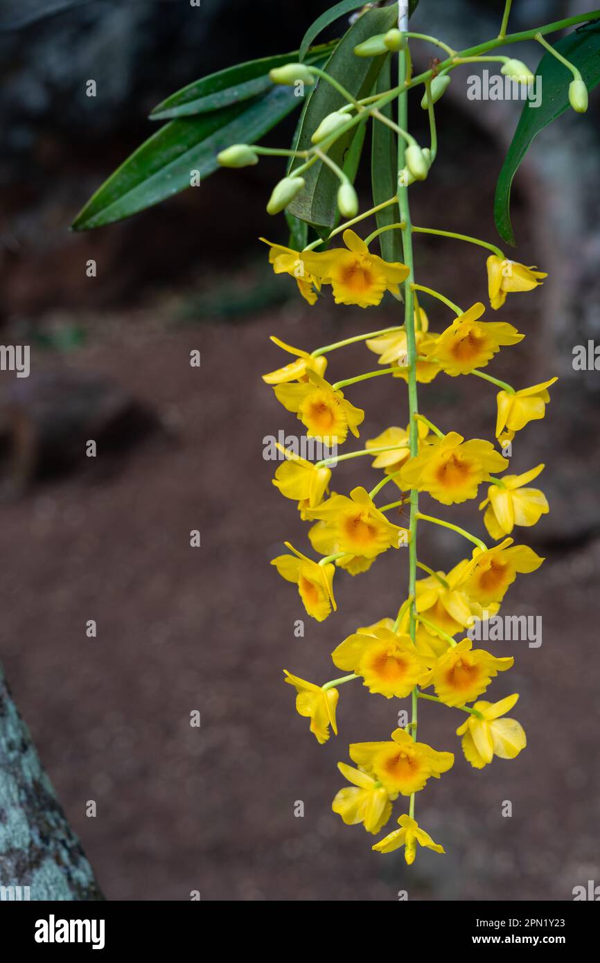 Closeup view of epiphytic orchid species dendrobium chrysotoxum yellow and orange fresh cluster of flowers isolated outdoor in tropical garden Stock Photo
