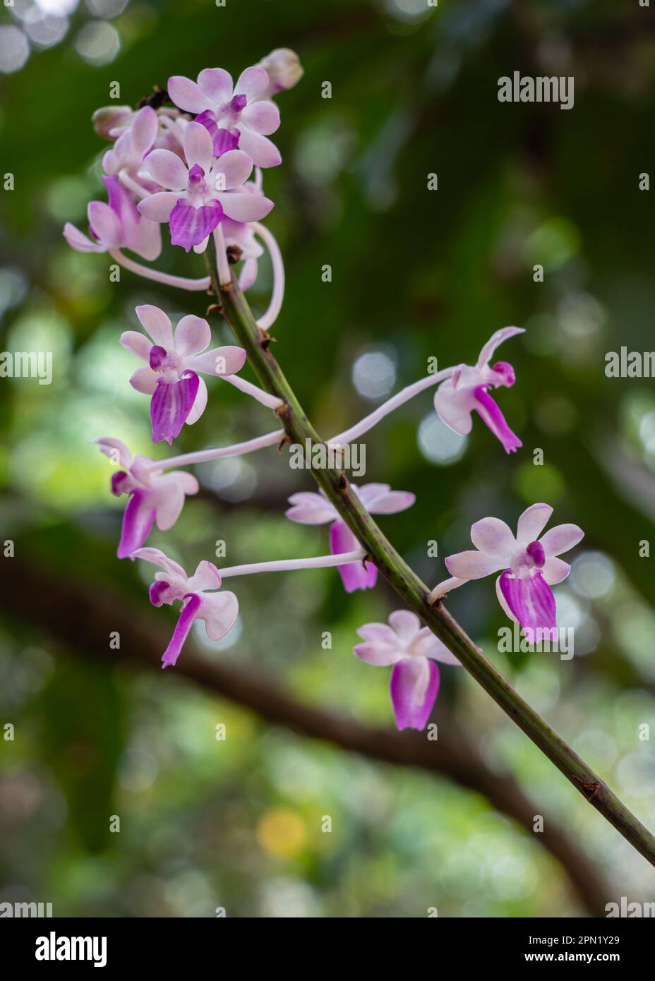 Closeup vertical view of epiphytic orchid species seidenfadenia mitrata purple pink and white flowers blooming outdoors in tropical garden Stock Photo