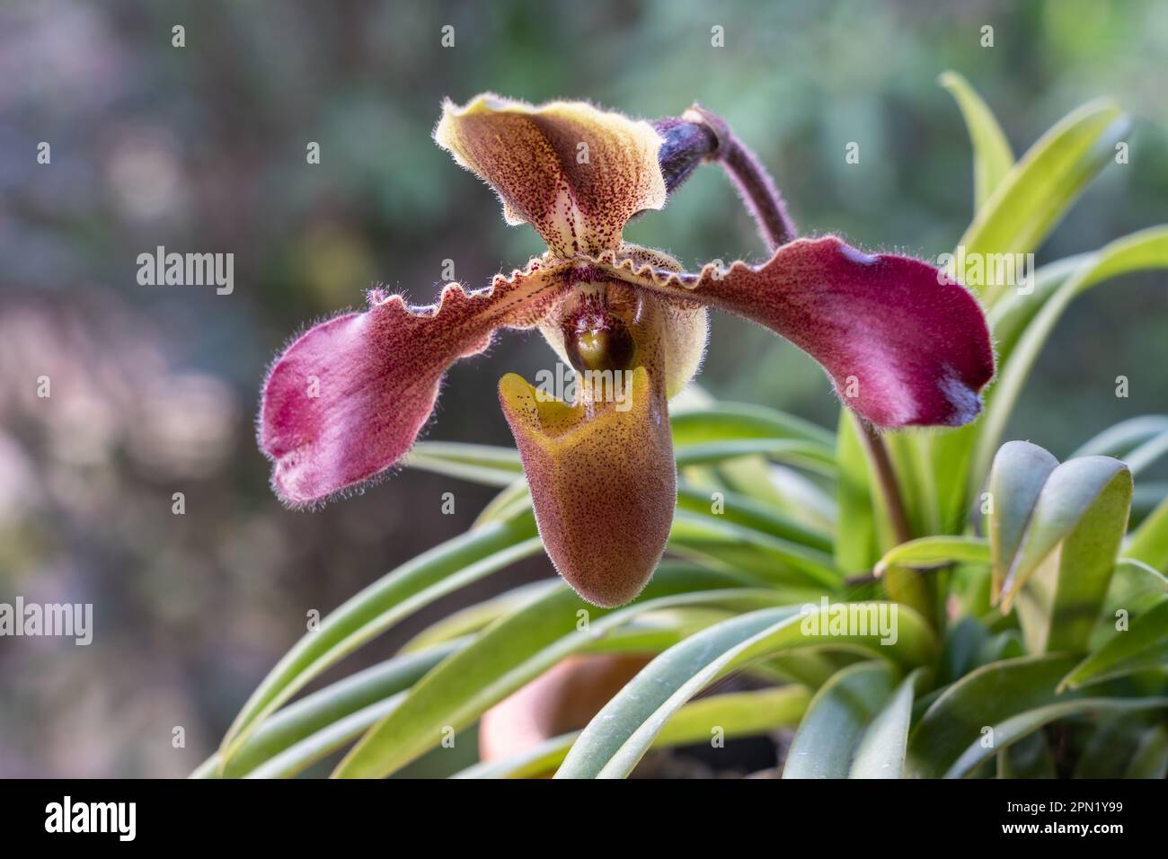 Closeup view of bright purple pink and yellow brown flower of lady slipper tropical orchid paphiopedilum hirsutissimum species blooming outdoors Stock Photo