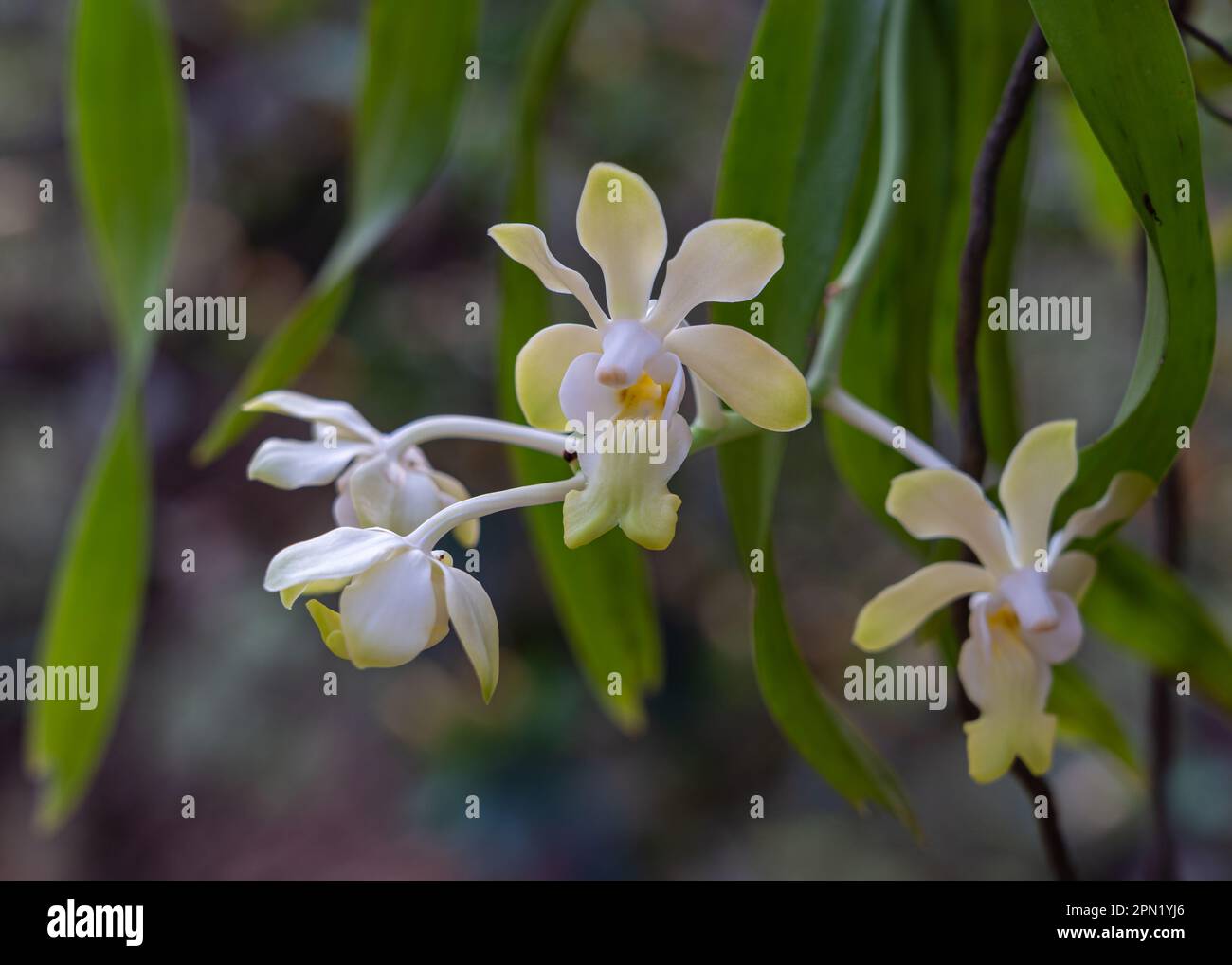 Closeup view of delicate yellow and white vanda denisoniana epiphytic orchid species flowers blooming outdoors on natural background Stock Photo