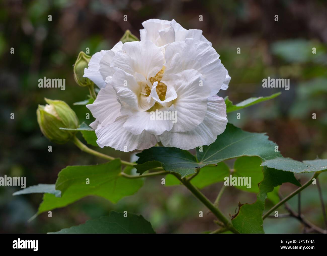 Closeup view of beautiful white hibiscus mutabilis aka Confederate rose or Dixie rosemallow flower with foliage and buds outdoors in tropical garden Stock Photo