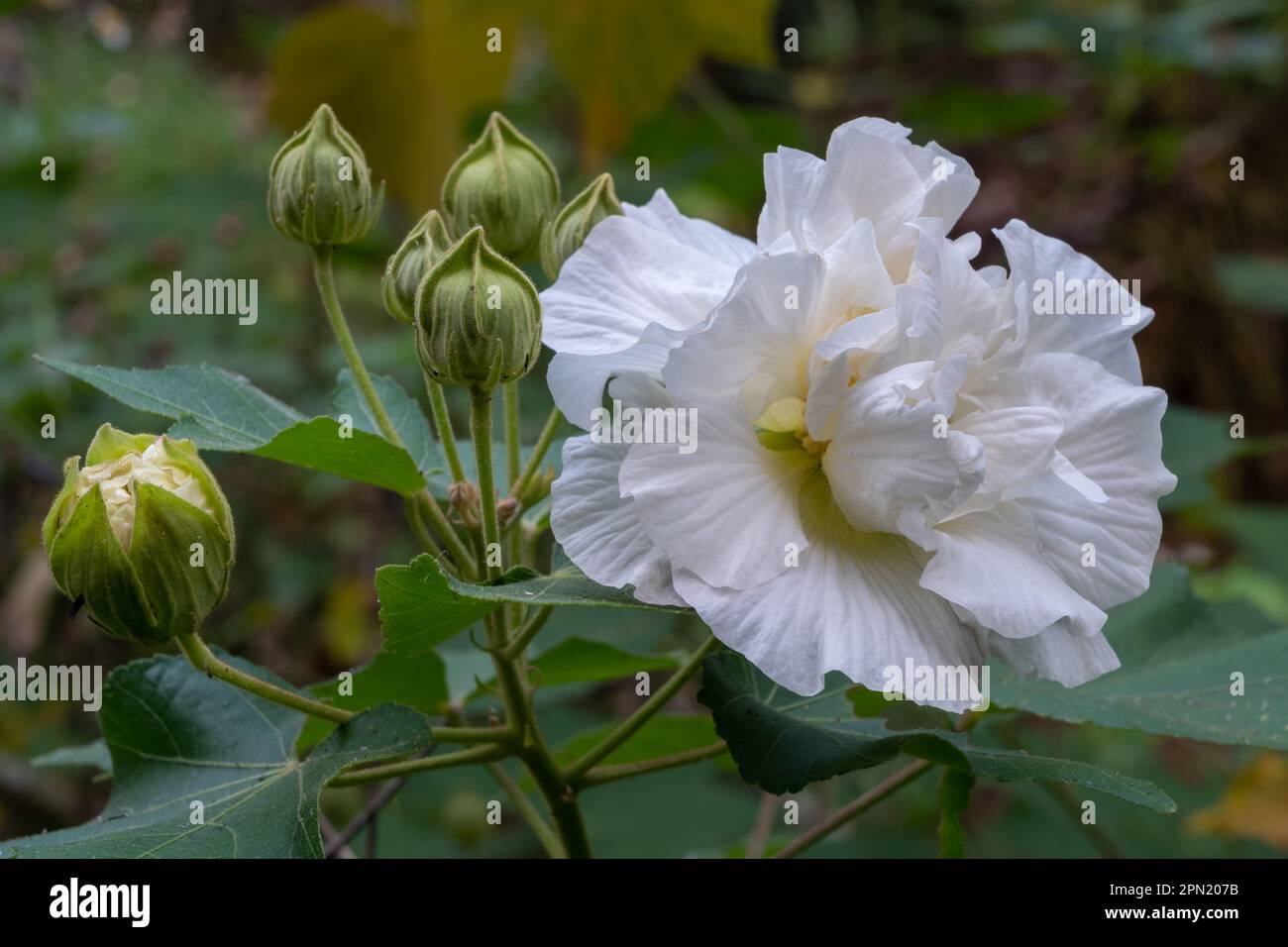 Closeup view of bright white tropical hibiscus mutabilis aka Confederate rose or Dixie rosemallow flower and buds outdoors on natural background Stock Photo