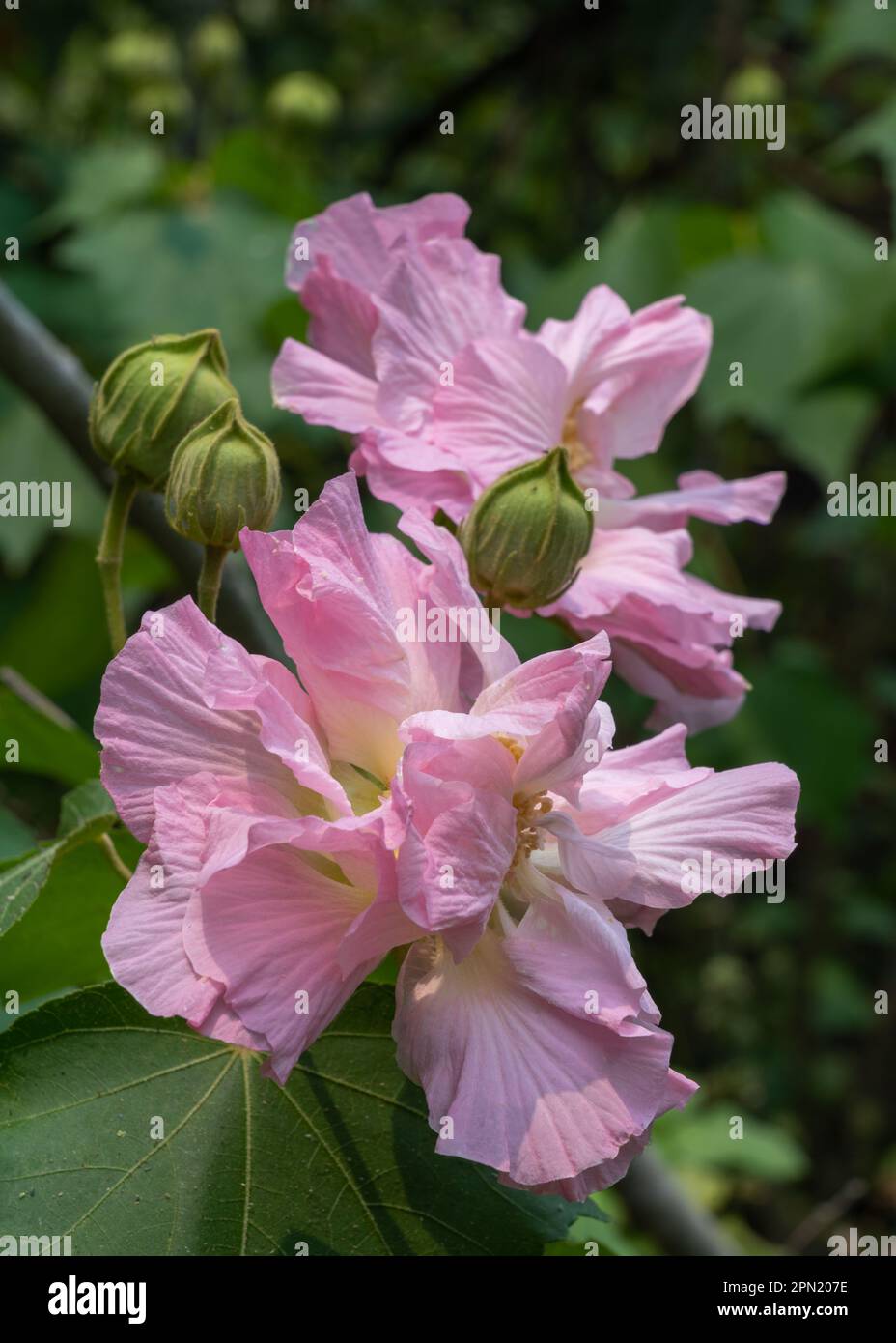 Closeup view of white turning pink tropical hibiscus mutabilis aka Confederate rose or Dixie rosemallow flowers and buds outdoors in bright sunlight Stock Photo