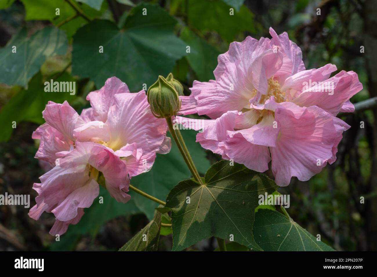 Closeup view of white turning pink tropical hibiscus mutabilis aka Confederate rose or Dixie rosemallow flowers and buds outdoors in bright sunlight Stock Photo
