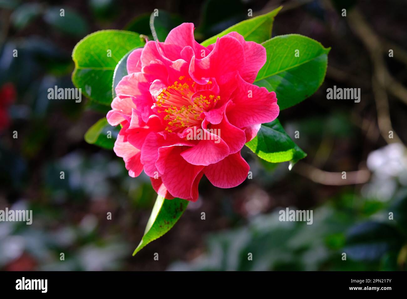 Trewidden Gardens Penzance Stock Photo Alamy