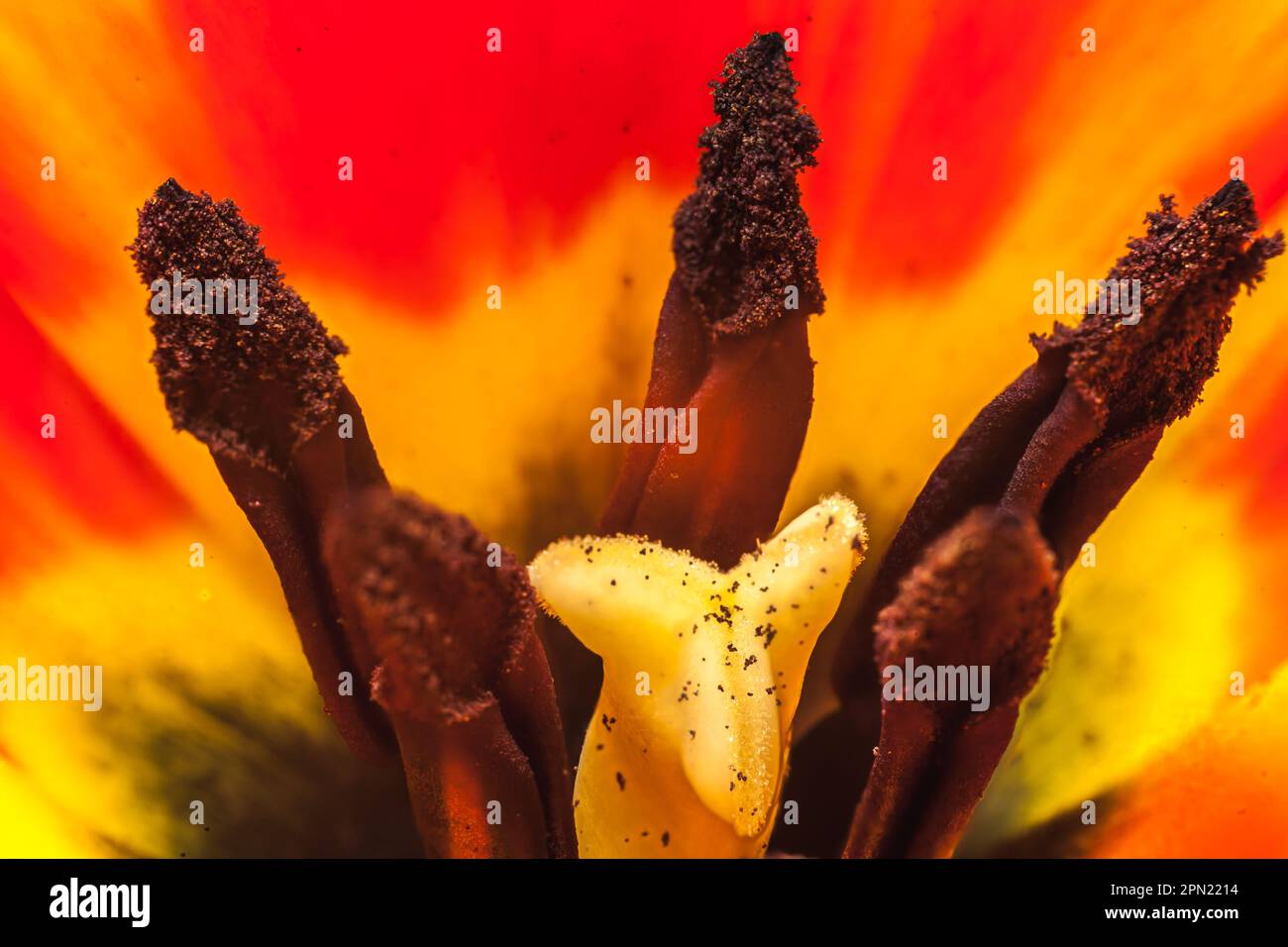 Tulip flower macro photography composition yellow and red Stock Photo ...