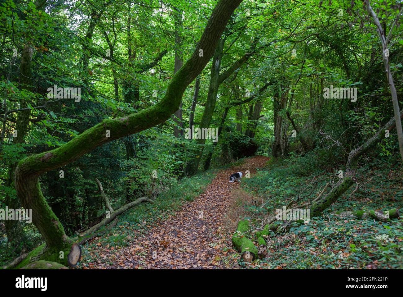 A woodland path on Hawkley Hanger in the South Downs National Park, Hampshire, UK in early Autumn Stock Photo
