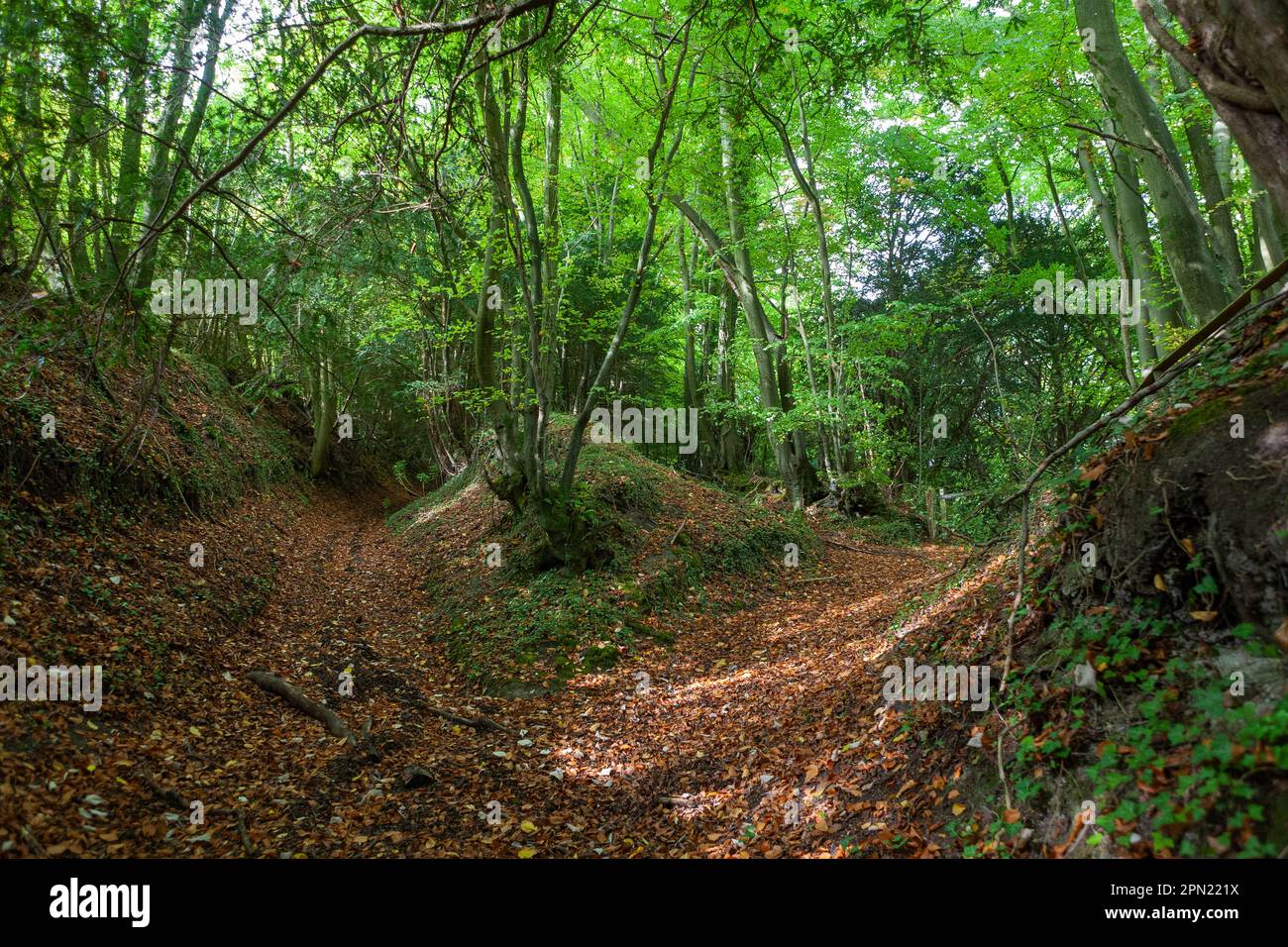 An ancient sunken track or 'holloway' in Wealden Edge Hangers Nature Reserve, South Down National Park, Hampshire, UK Stock Photo