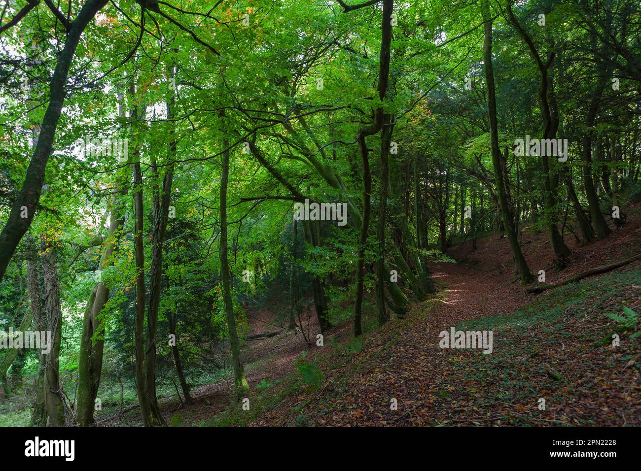 A woodland path in Wealden Edge Hangers Nature Reserve, South Down National Park, Hampshire, UK Stock Photo