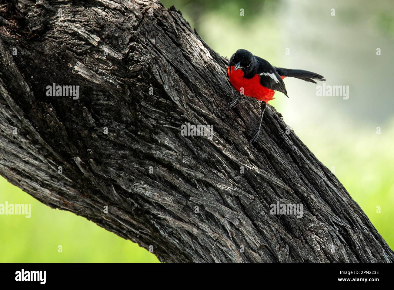 Crimson breasted shrike on branch Stock Photo