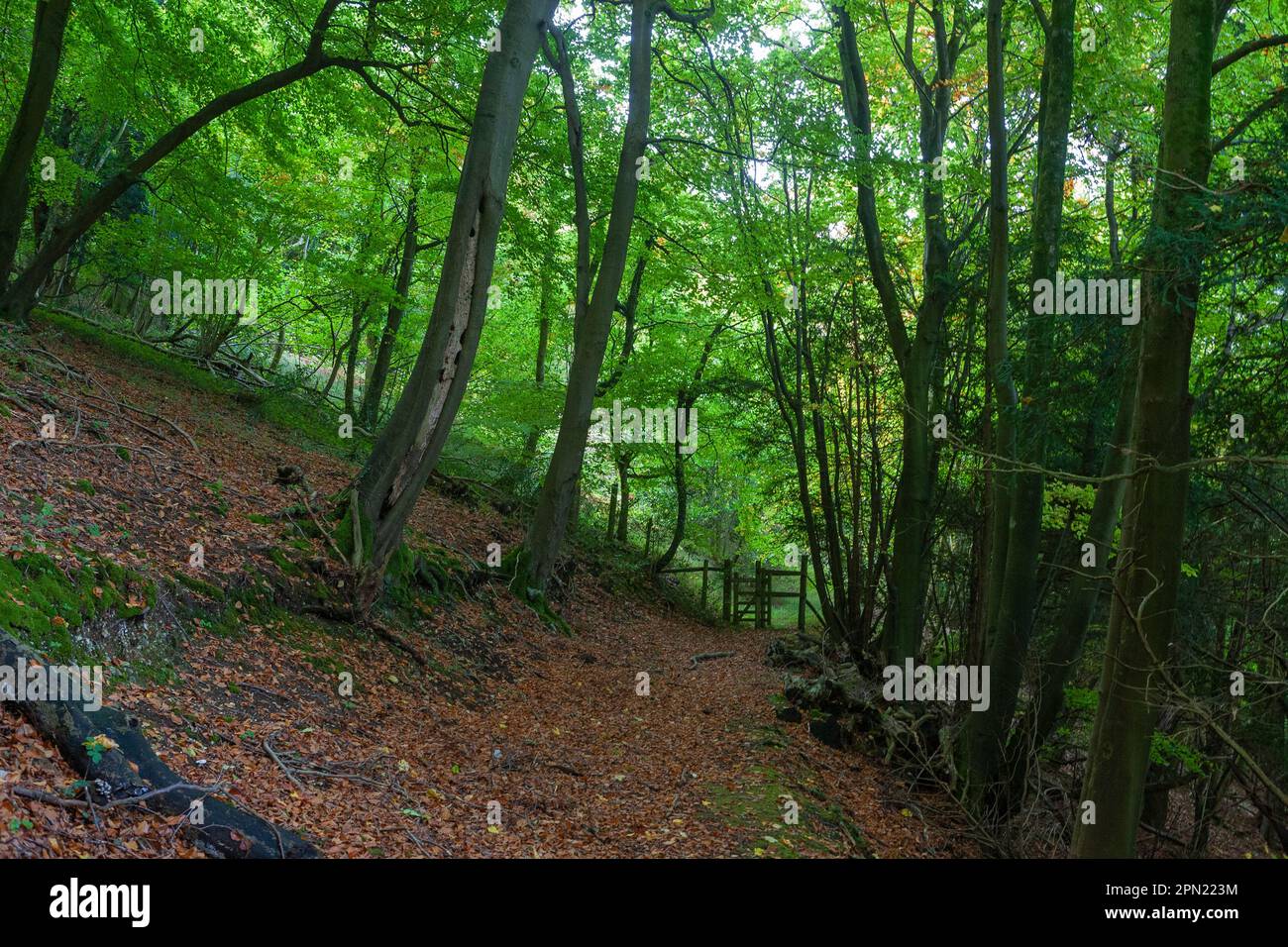 Woodland path and stile in Wealden Edge Hangers Nature Reserve, South Down National Park, Hampshire, UK Stock Photo