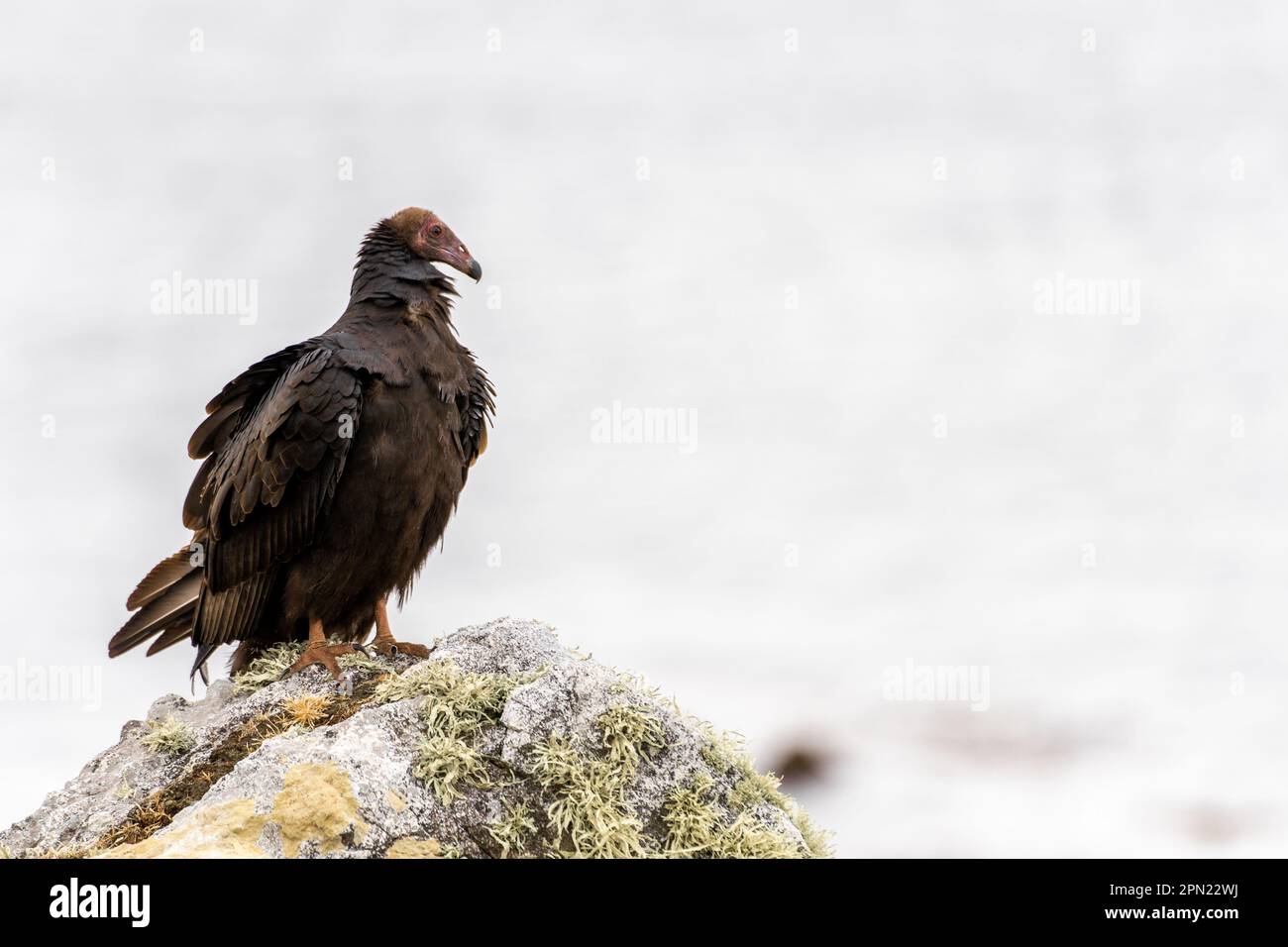 Turkey Vulture (Cathartes aura) photographed in the Falkland Islands ...