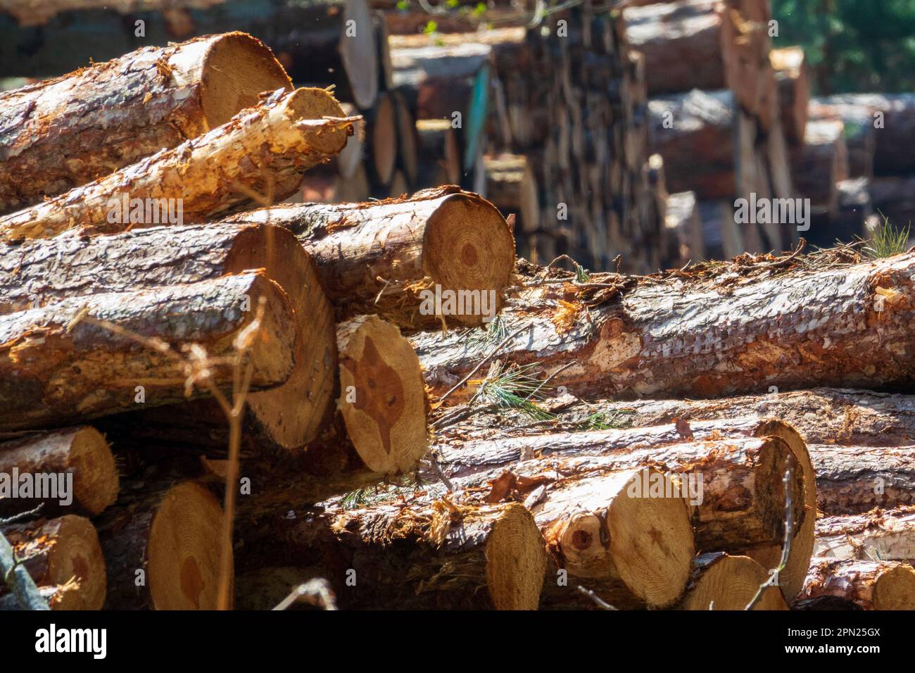 Log Piles, Weybourne woods Stock Photo - Alamy
