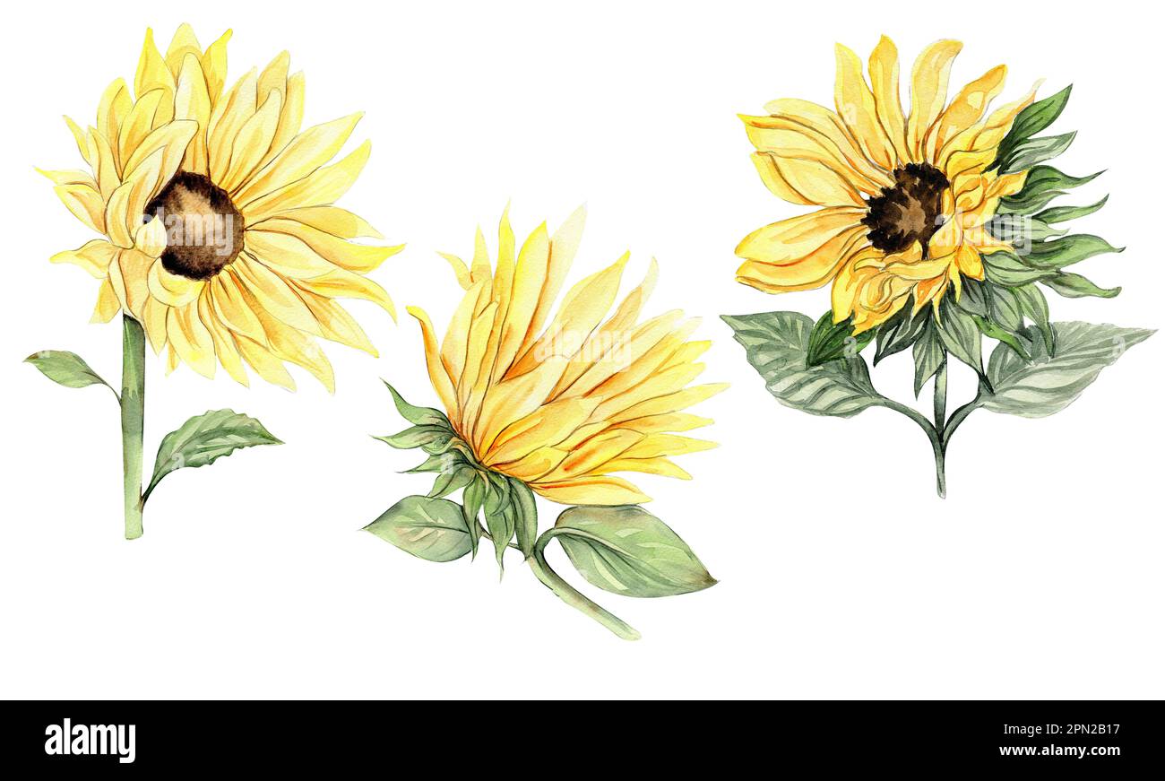 Sunflower drawing hi-res stock photography and images - Alamy