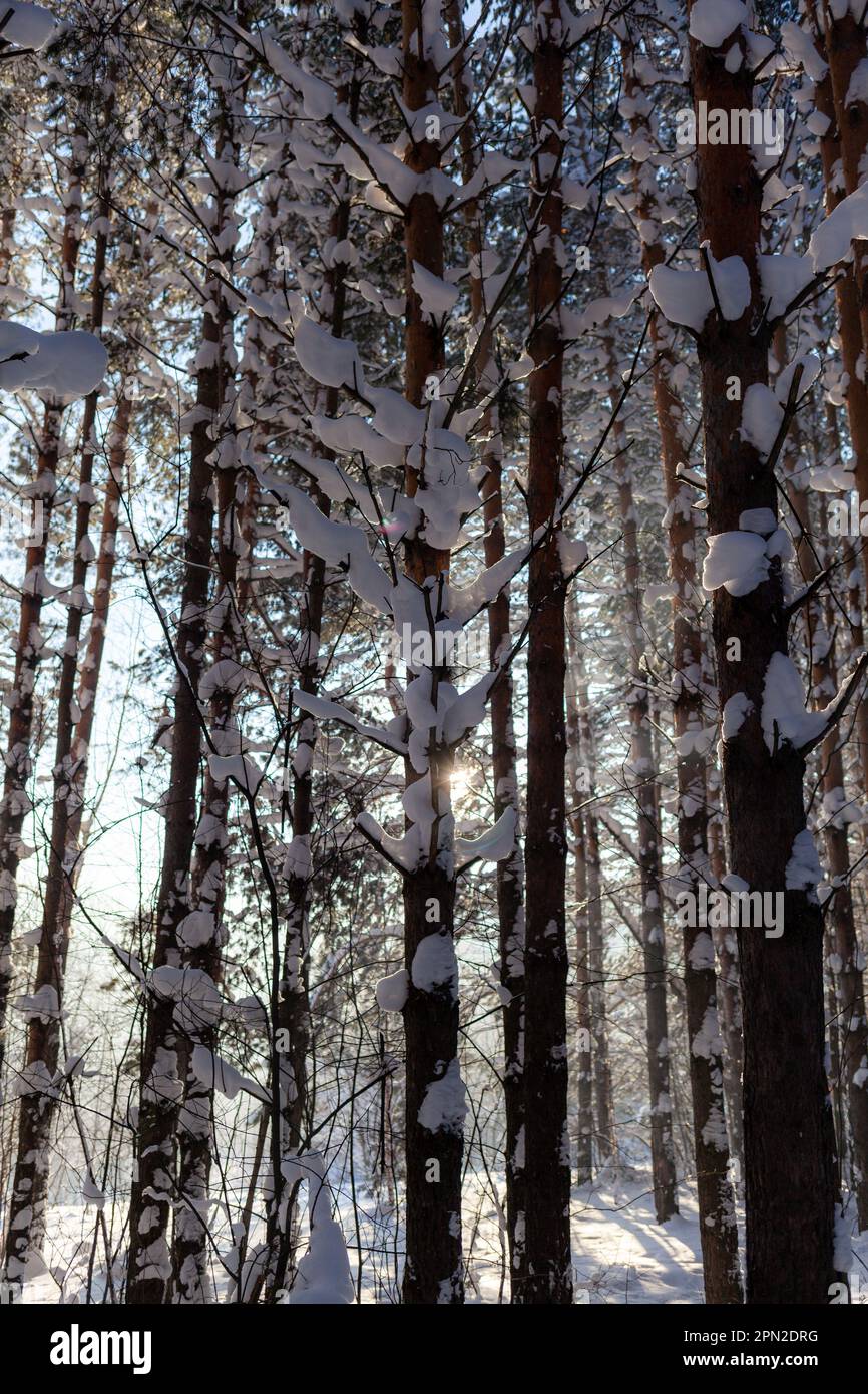 Winter road in a snowy forest, tall trees along the road Stock Photo ...