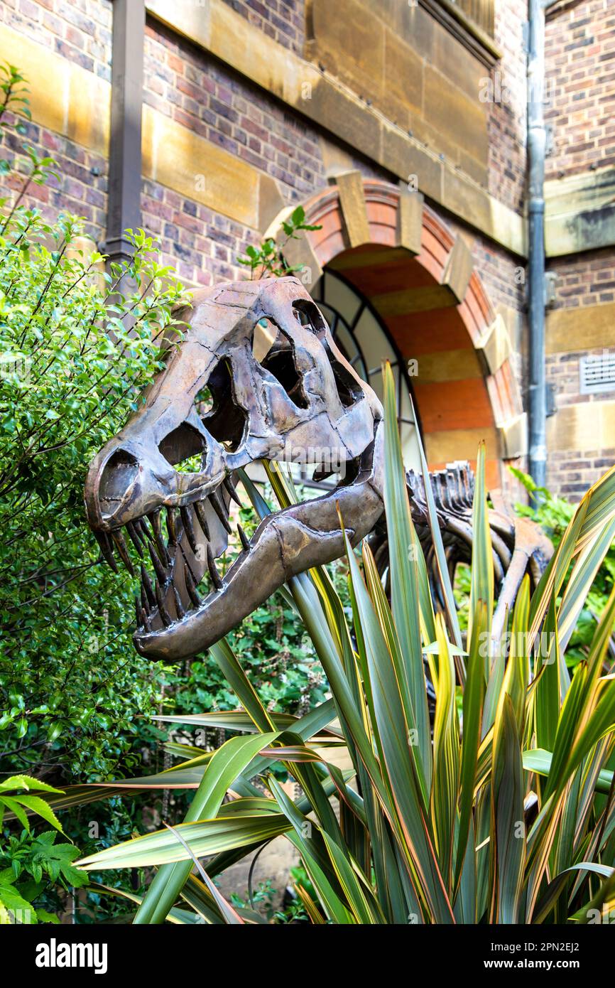 Sculpture of a T-rex 'Clare' by Ian Curran outside The Sedgwick Museum of Earth Sciences, Cambride, UK Stock Photo
