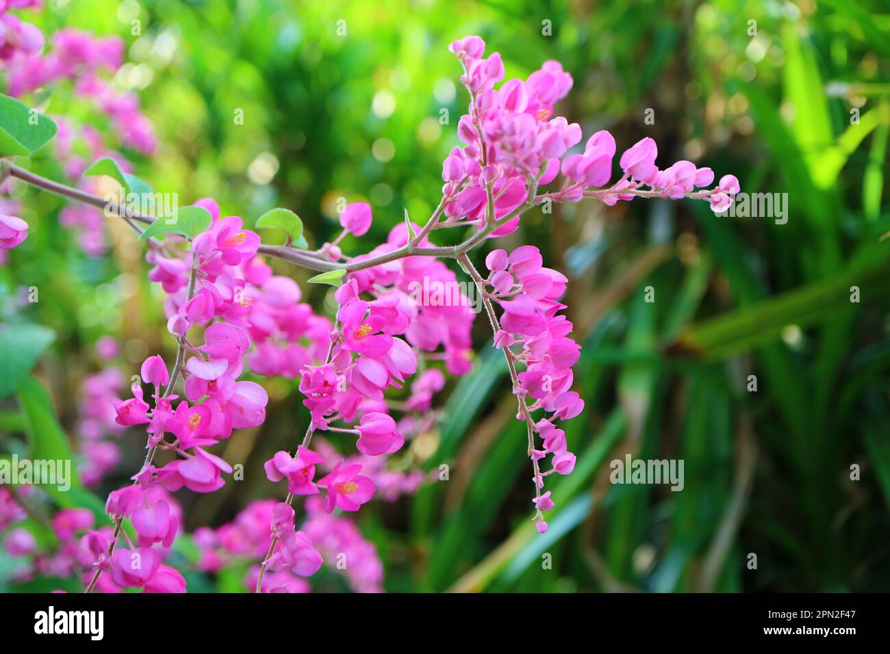 Closeup Bunches of Gorgeous Coral Vine or Mexican Creeper Flowers Blooming in the Sunlight Stock Photo