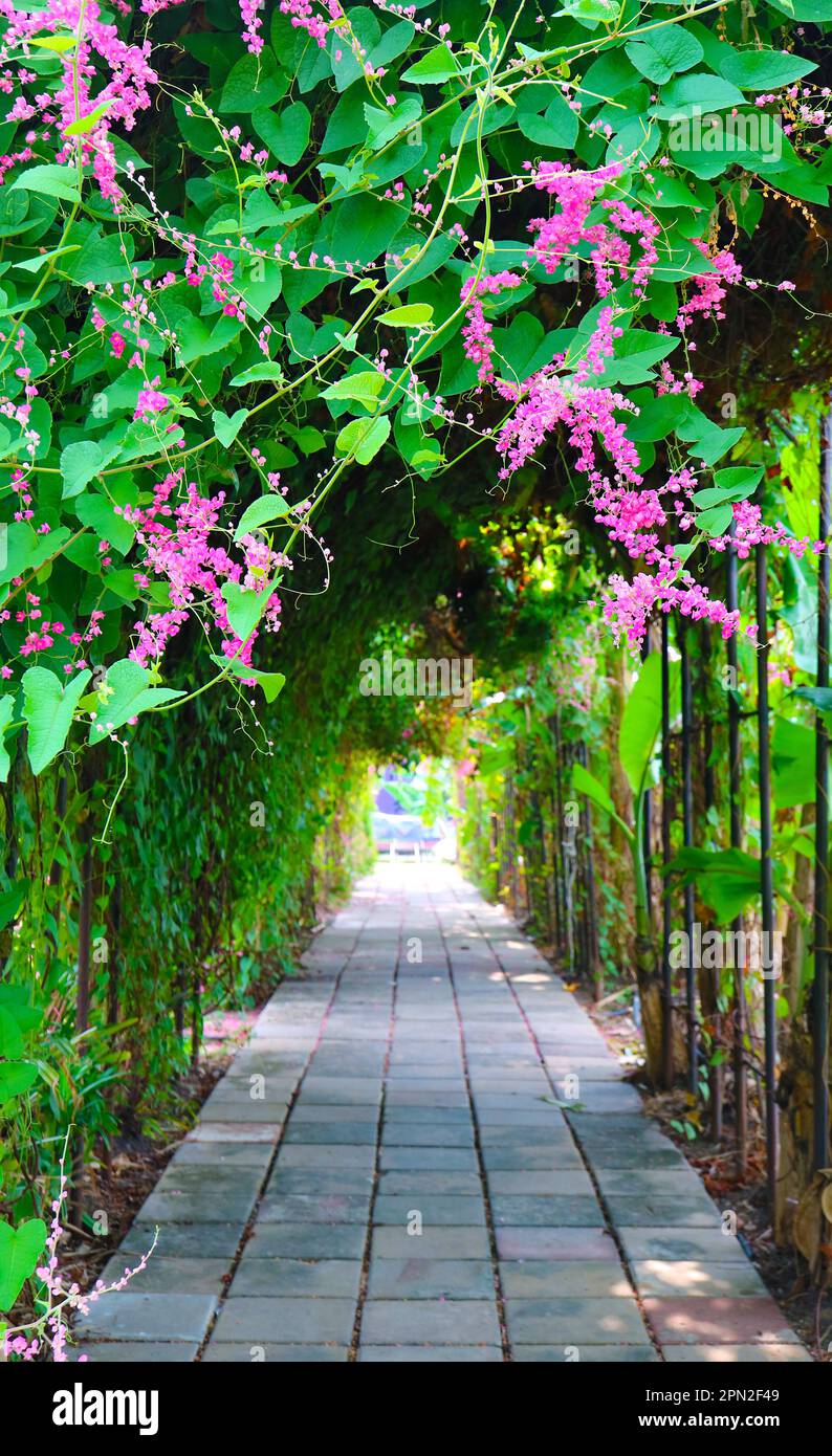 Blossoming Coral Vine or Mexican Creeper Flowers Climbing Around the Arch of a Garden Path Stock Photo