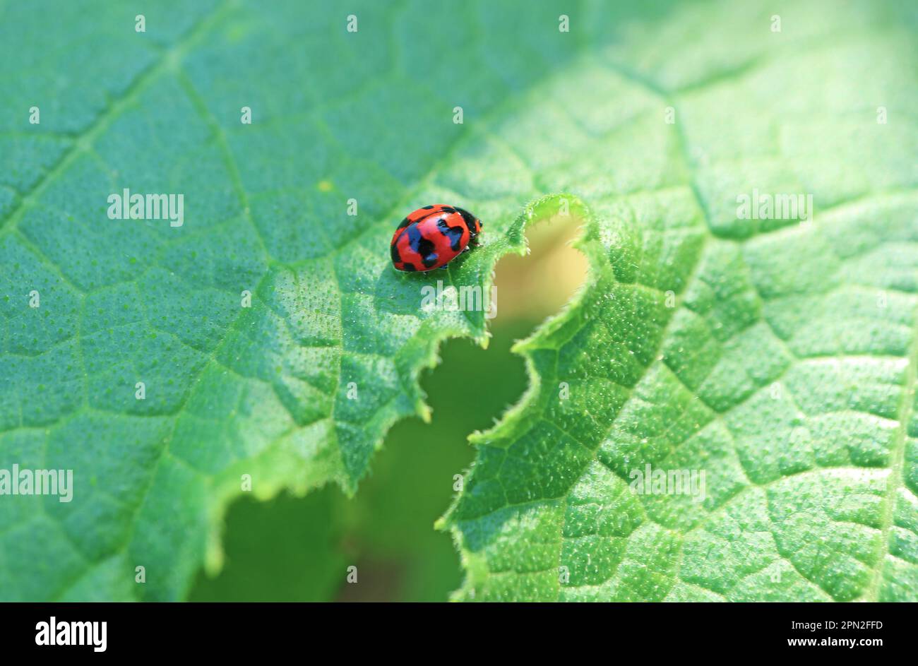 Closeup of a Tiny Spotted Ladybug Resting on Zucchini Leaf Stock Photo