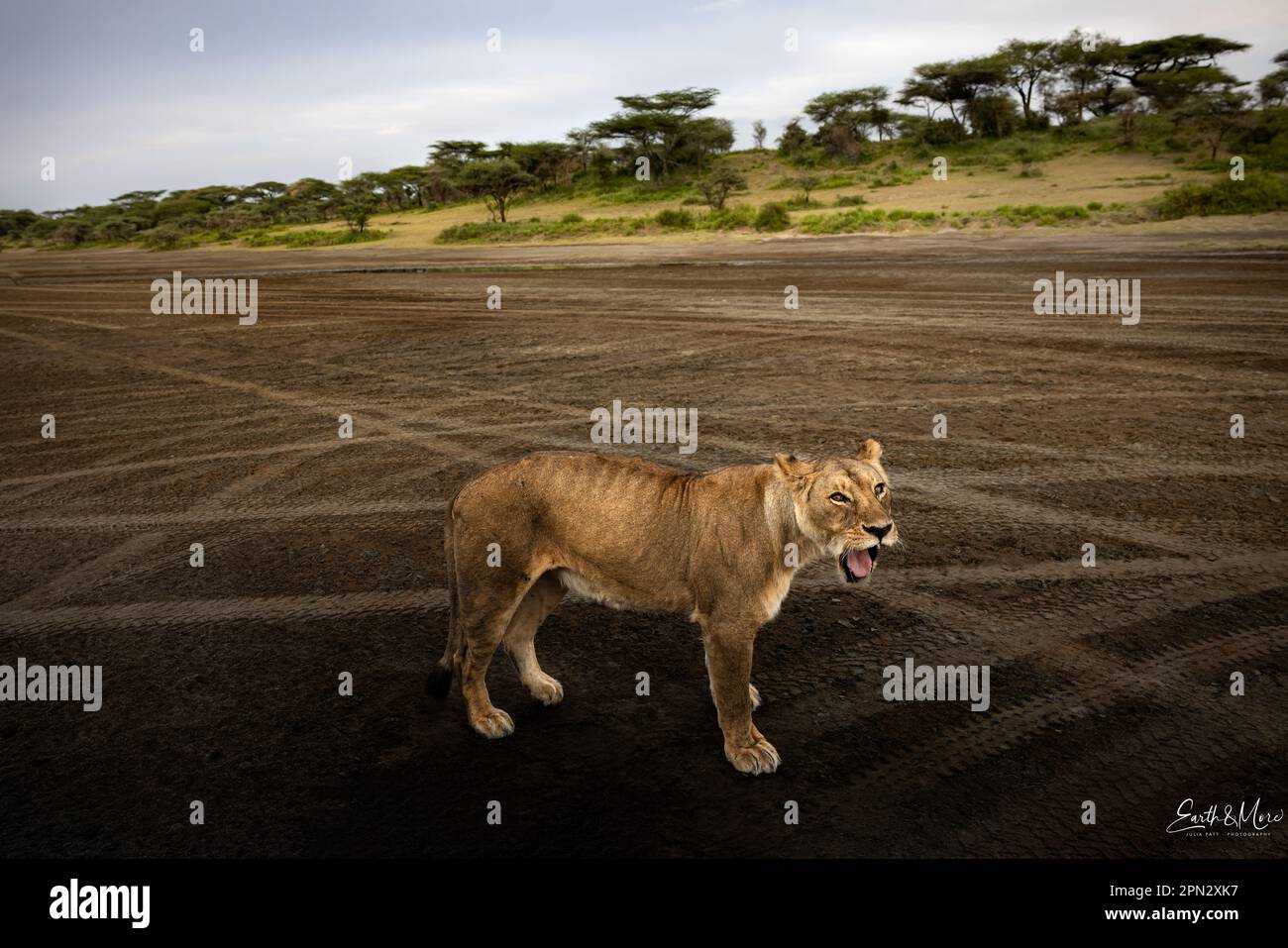 Wild majestic lioness, simba, yawning in the savannah in the Serengeti