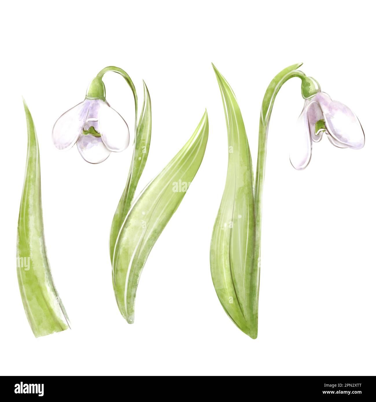 Snowdrop watercolor clipart. Hand painted floral isolated. set. First spring flowers. White spring flowers. Stock Photo