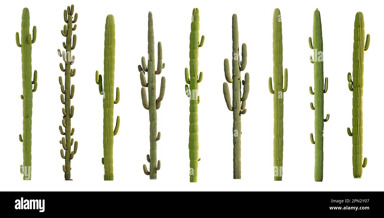 Cactus trees, collection of desert plants, isolated on white background Stock Photo