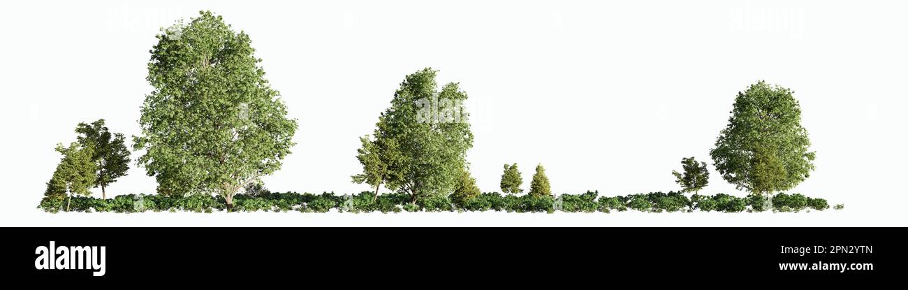 forest landscapes, beautiful nature with green trees andshrubs, isolated on white background Stock Photo