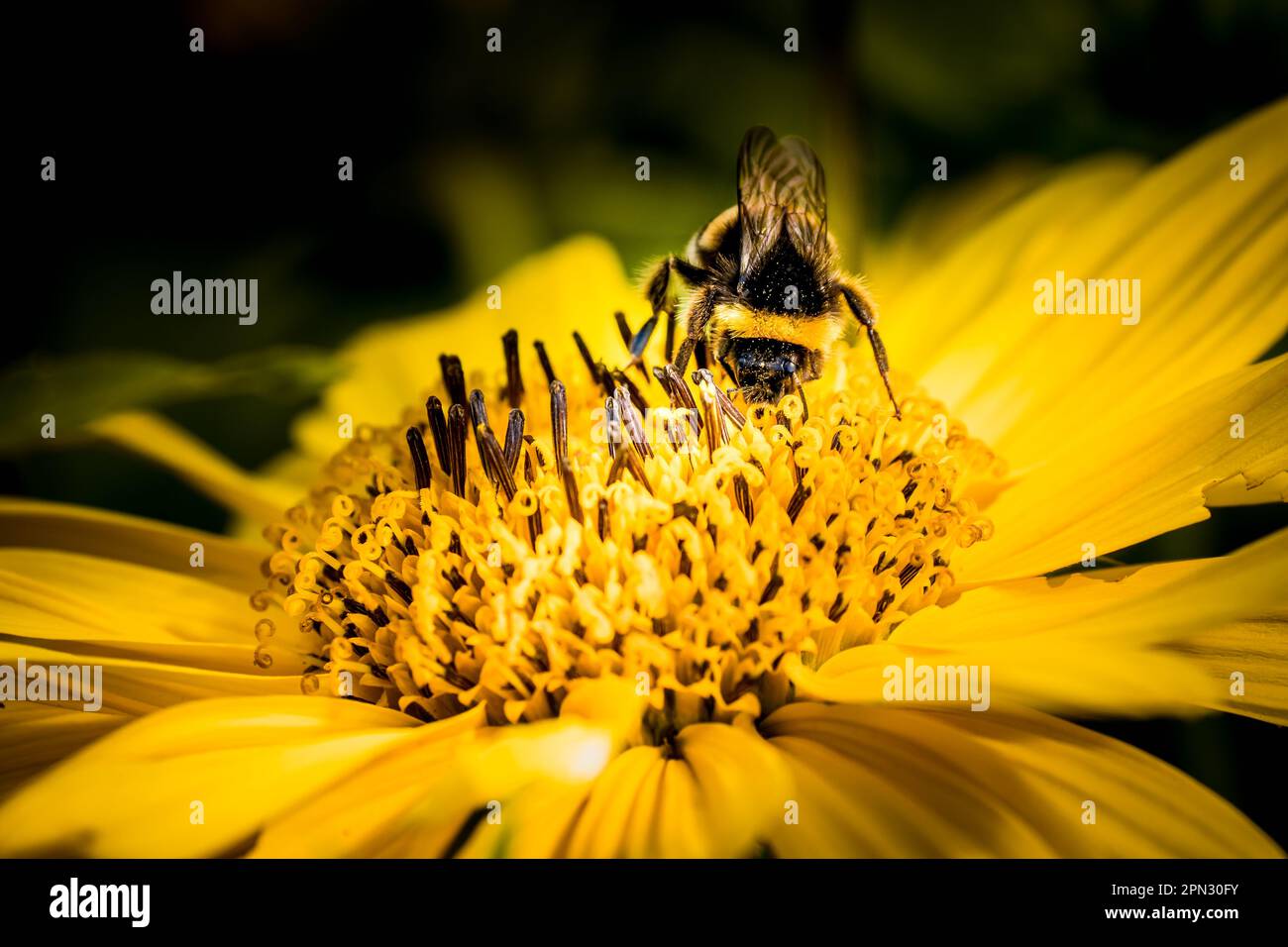 A Bumblebee with black and yellow stripes, collects nectar and pollinates the vibrant golden-yellow Heliopsis Helianthoides flower called Summer Sun. Stock Photo