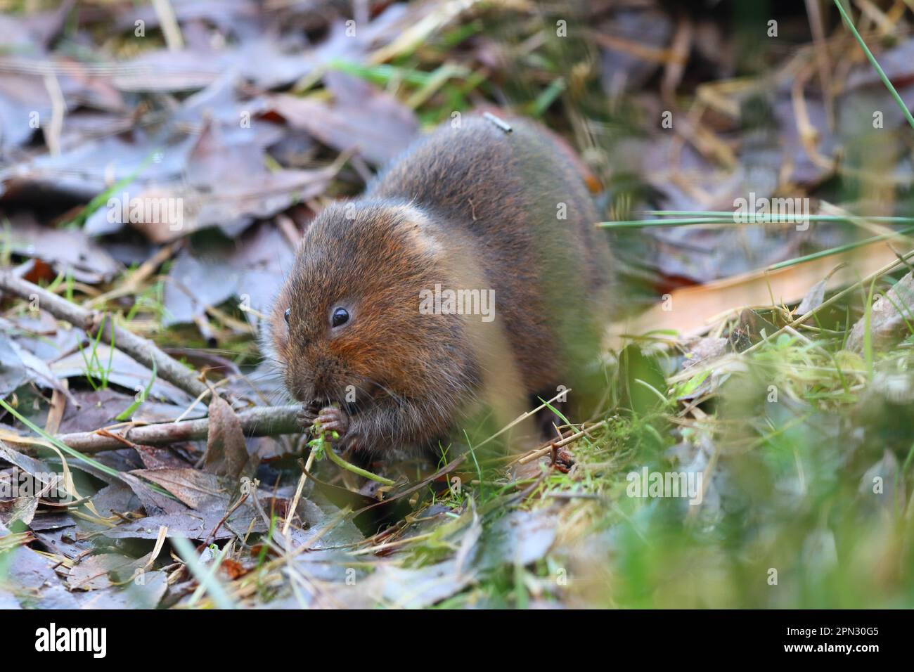 Close up image of a Water Vole in a natural environment. Middlesbrough, England, UK. Stock Photo