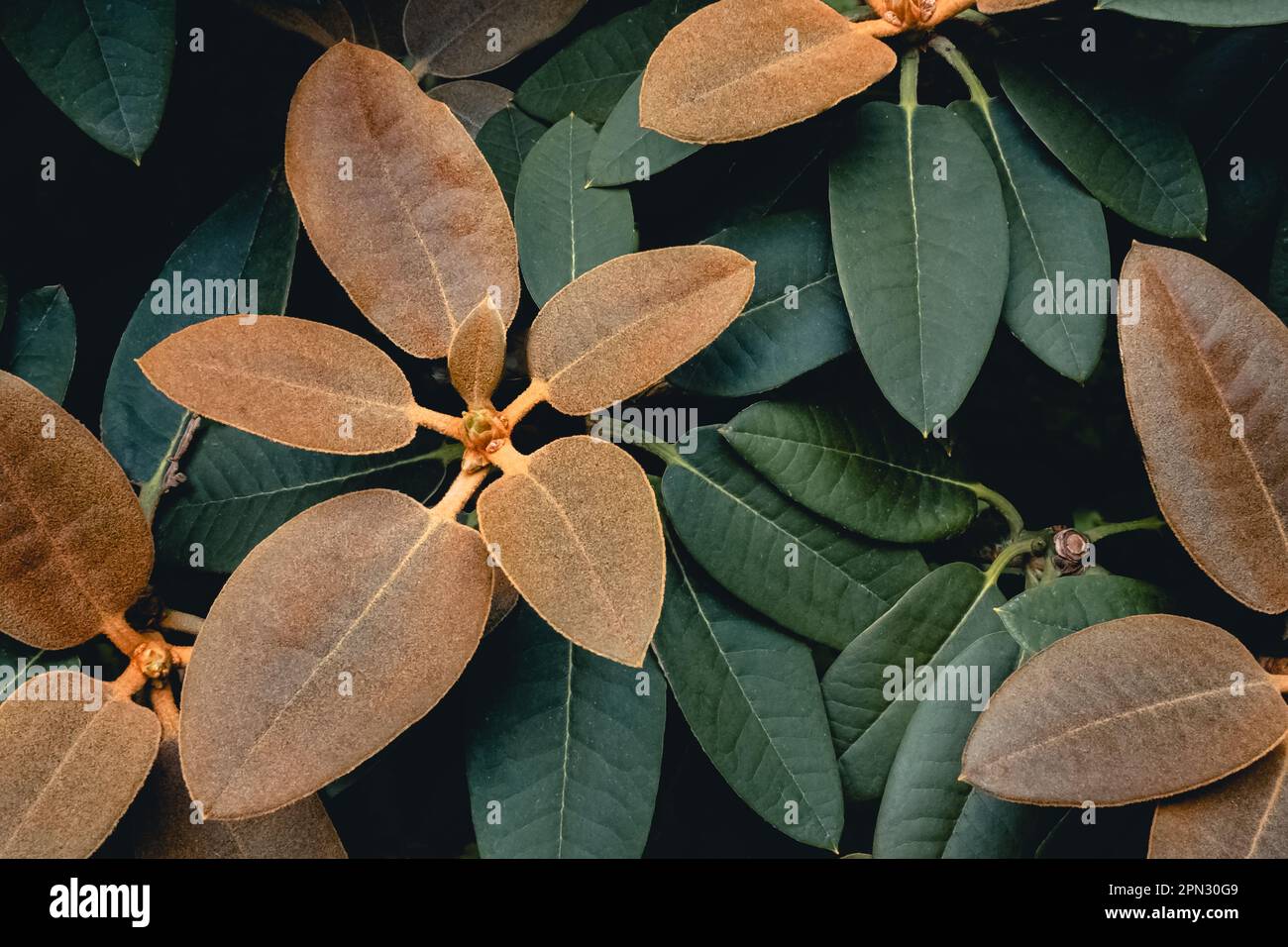Rhododendron Yakushimanum green leafage is enhanced by natural light brown felt, making it a standout plant in summer, thriving in sun. Stock Photo