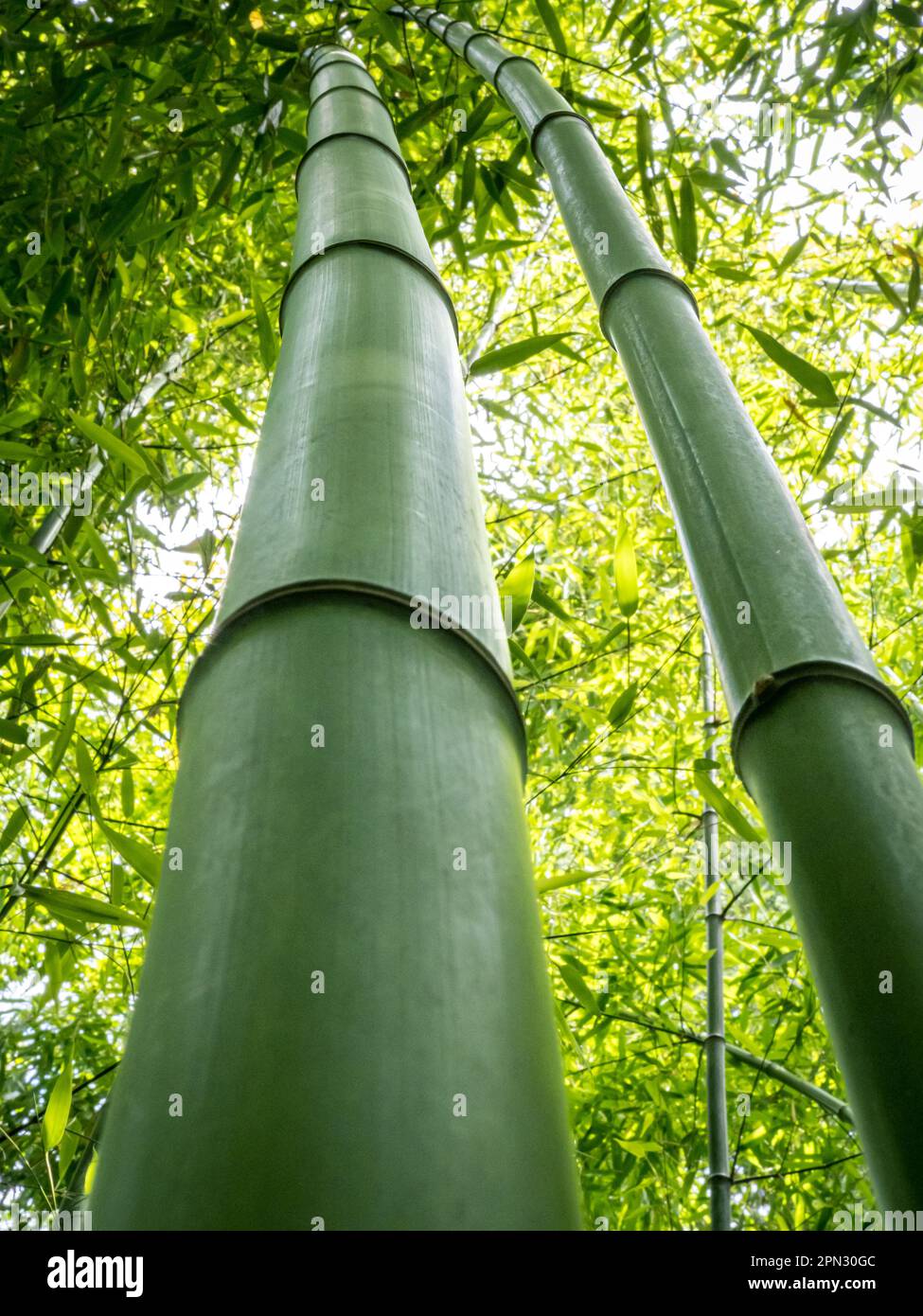 Standing tall, the invasive Phyllostachys viridi-glaucescens bamboo boasts thick and sturdy stems reaching towards the sky in a imposing manner. Stock Photo