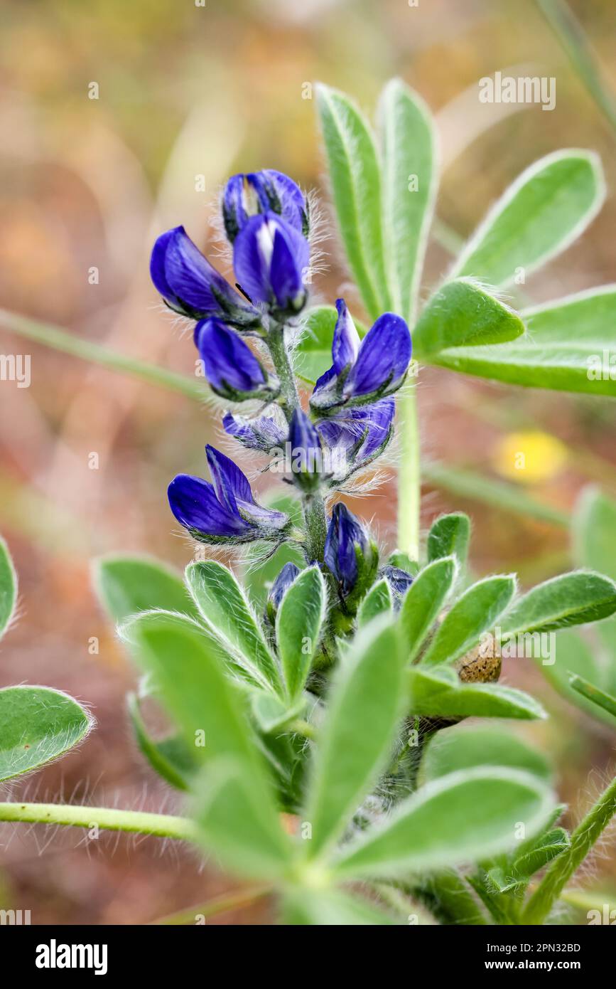 Small-flowered lupine Stock Photo