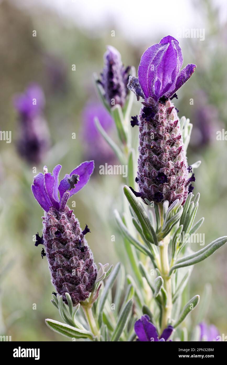 Topped lavender Stock Photo