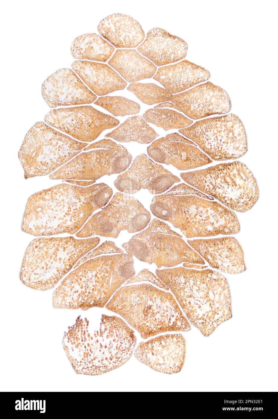 Pine cone, female, longitudinal section, 8X light micrograph. Cut through a female strobilus of Pinus, seen through the light microscope. Stock Photo