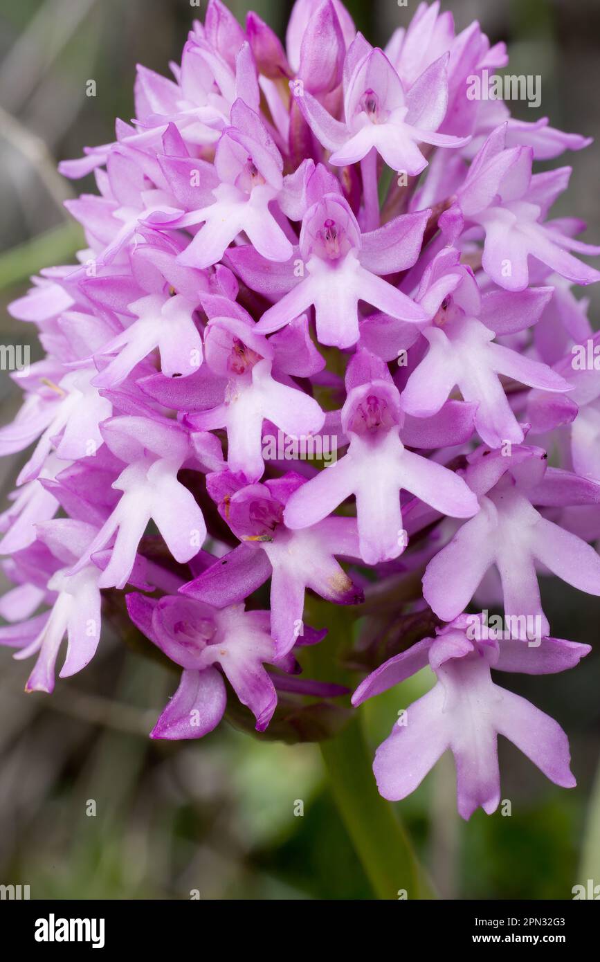Pyramid orchid Stock Photo