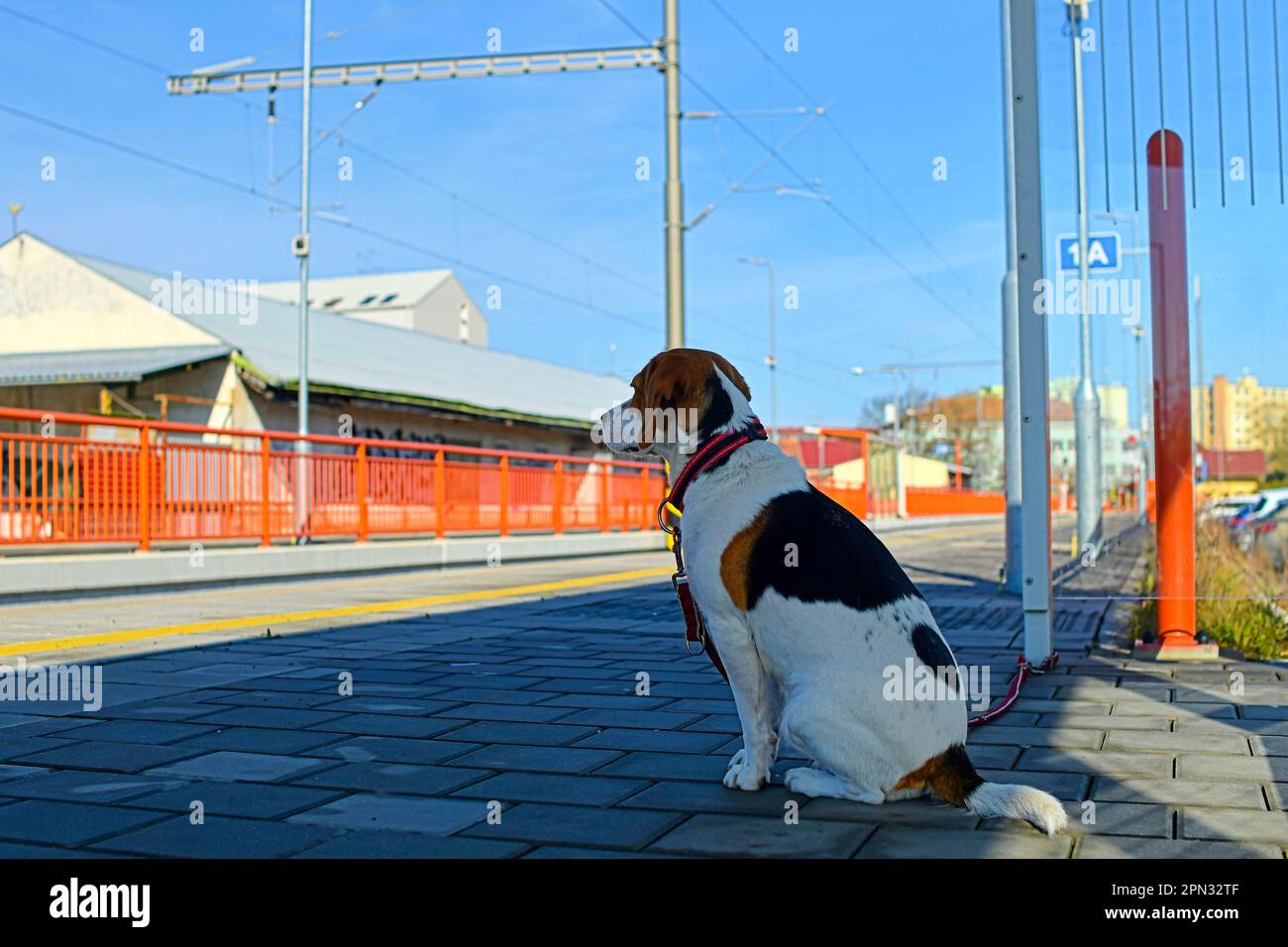 A dog waits for his owner at the train station. The concept of loyalty ...
