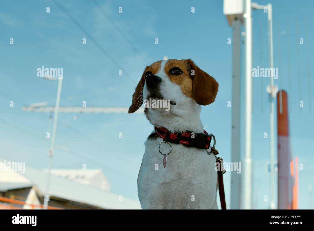 A dog waits for his owner at the train station. The concept of loyalty ...