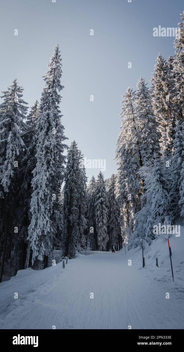 A picturesque winter scene of a snow-covered path under the sunlight in ...