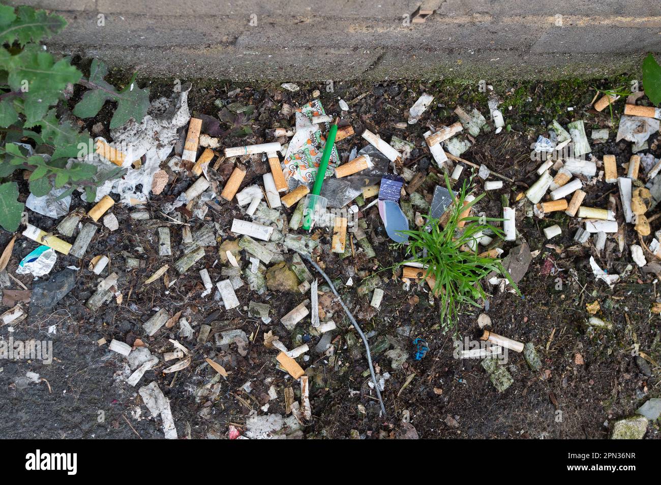 cigarette ends litter uk Slough, Berkshire, UK. 16th April, 2023. Cigarette stubs littered next to a  bus stop in Slough, Berkshire. Cigarette butts contain chemicals toxic to  wildlife and create 845,000 tons of litter every year