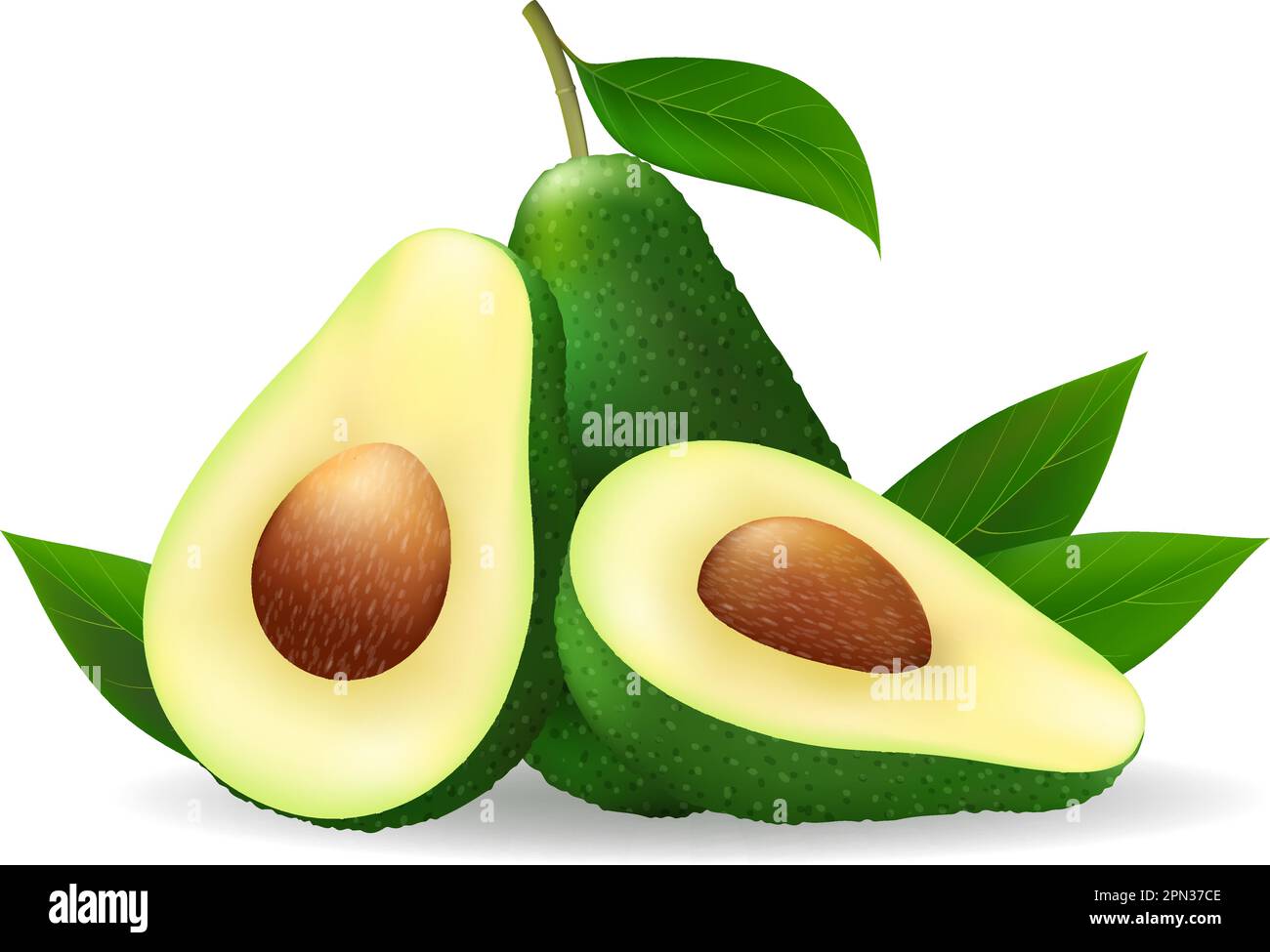 Avocado isolted fruits on white Stock Vector