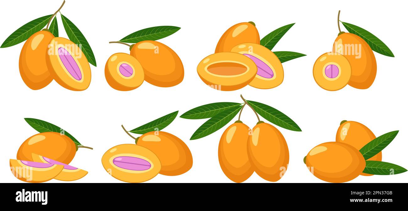 Marian plum fruits Stock Vector
