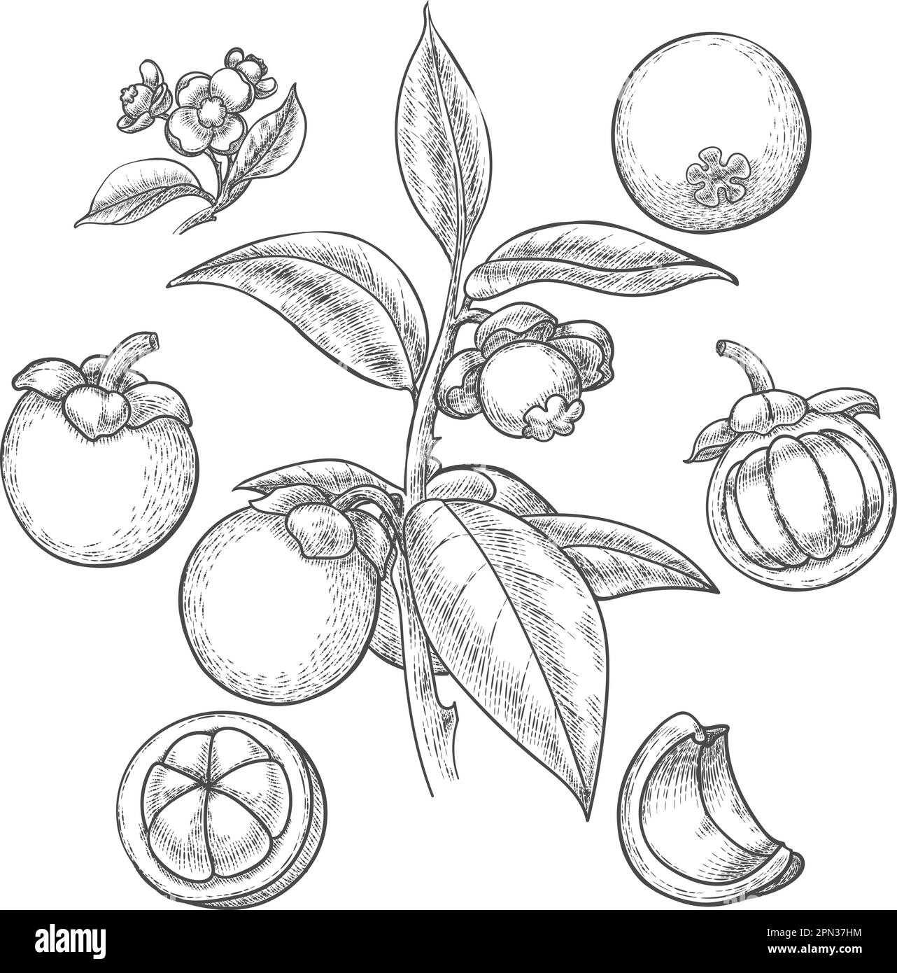 Hand drawn mangosteen Stock Vector Image & Art Alamy