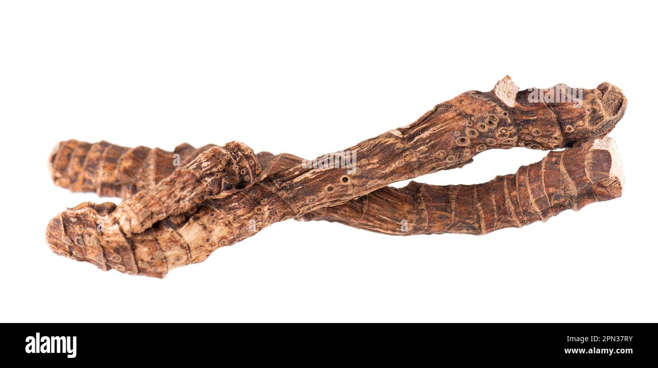 Calamus root isolated on white background. Sweet flag, sway or muskrat