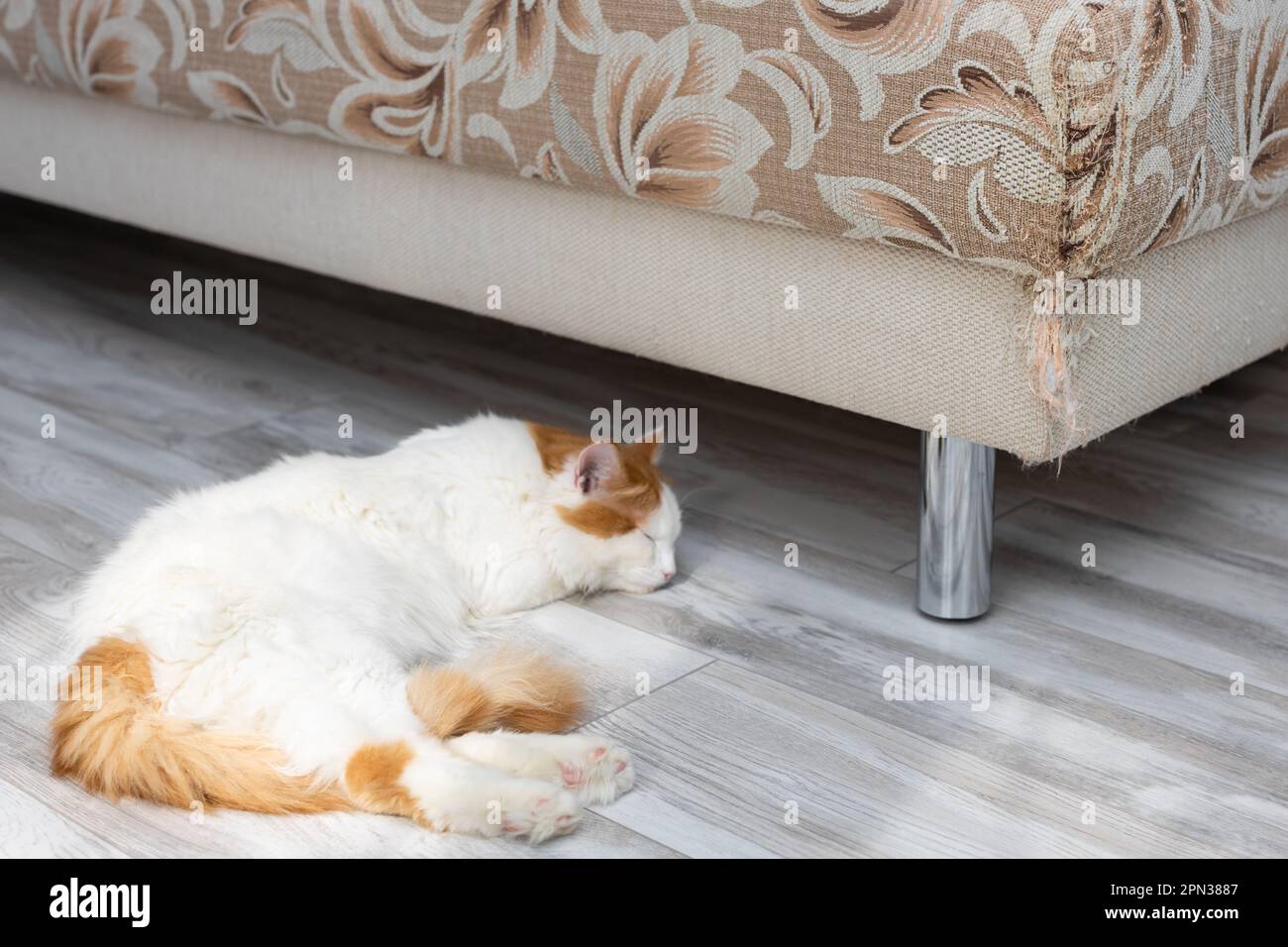home furniture damaged by sharp cat claws. the cat tore the sofa