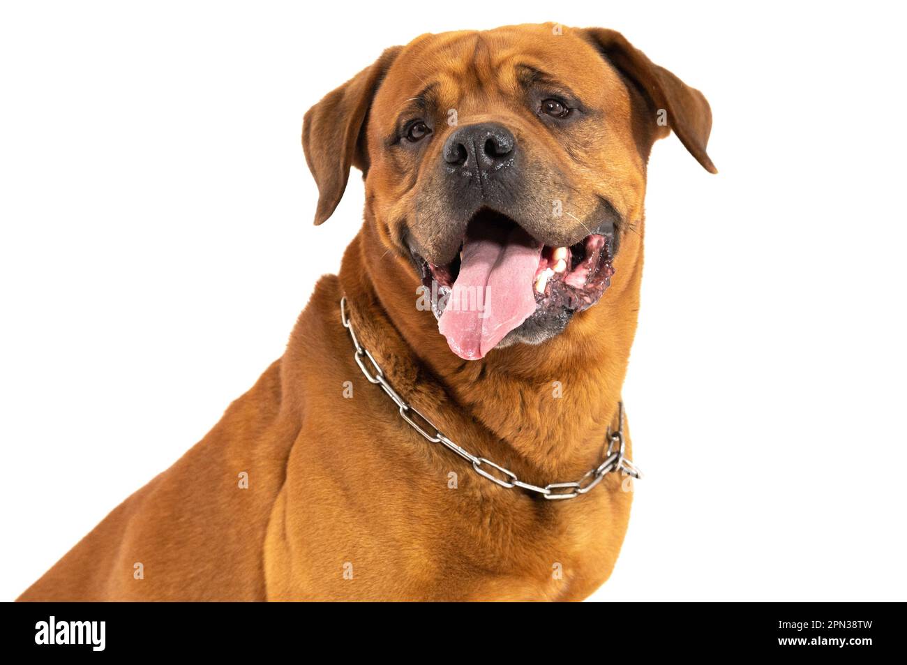 Milan Italy 15/04/2023 : Tosa Inu, Japanese dog breed, studio photo session  Stock Photo - Alamy