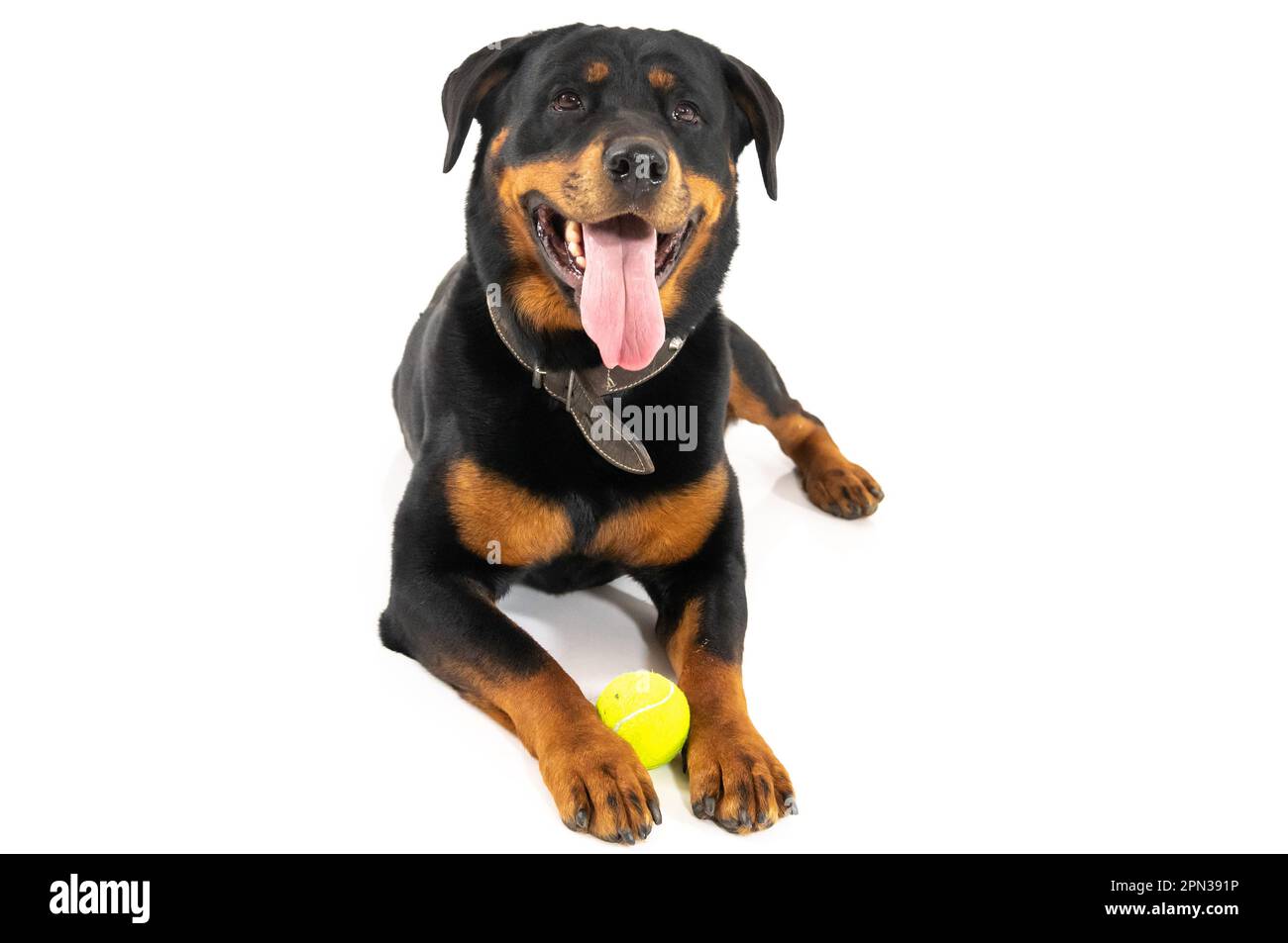 Milan Italy 15/04/2023 : Rottweiler, German dog breed, studio photo ...