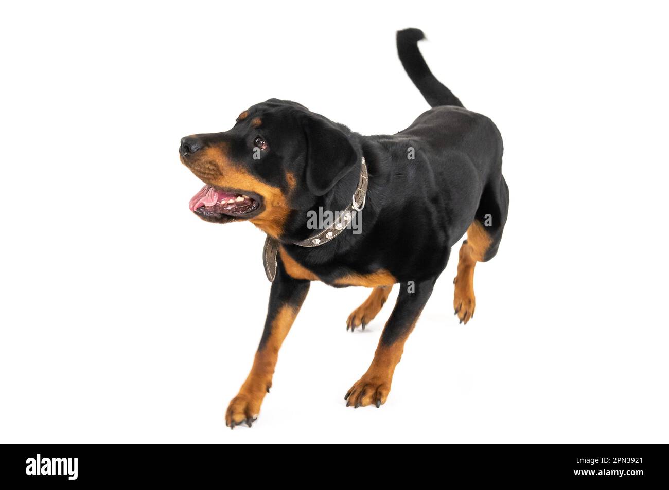 Milan Italy 15/04/2023 : Rottweiler, German dog breed, studio photo ...