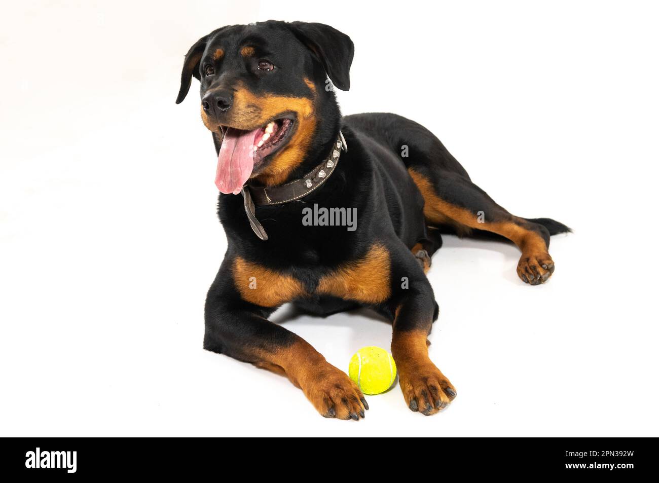 Milan Italy 15/04/2023 : Rottweiler, German dog breed, studio photo ...