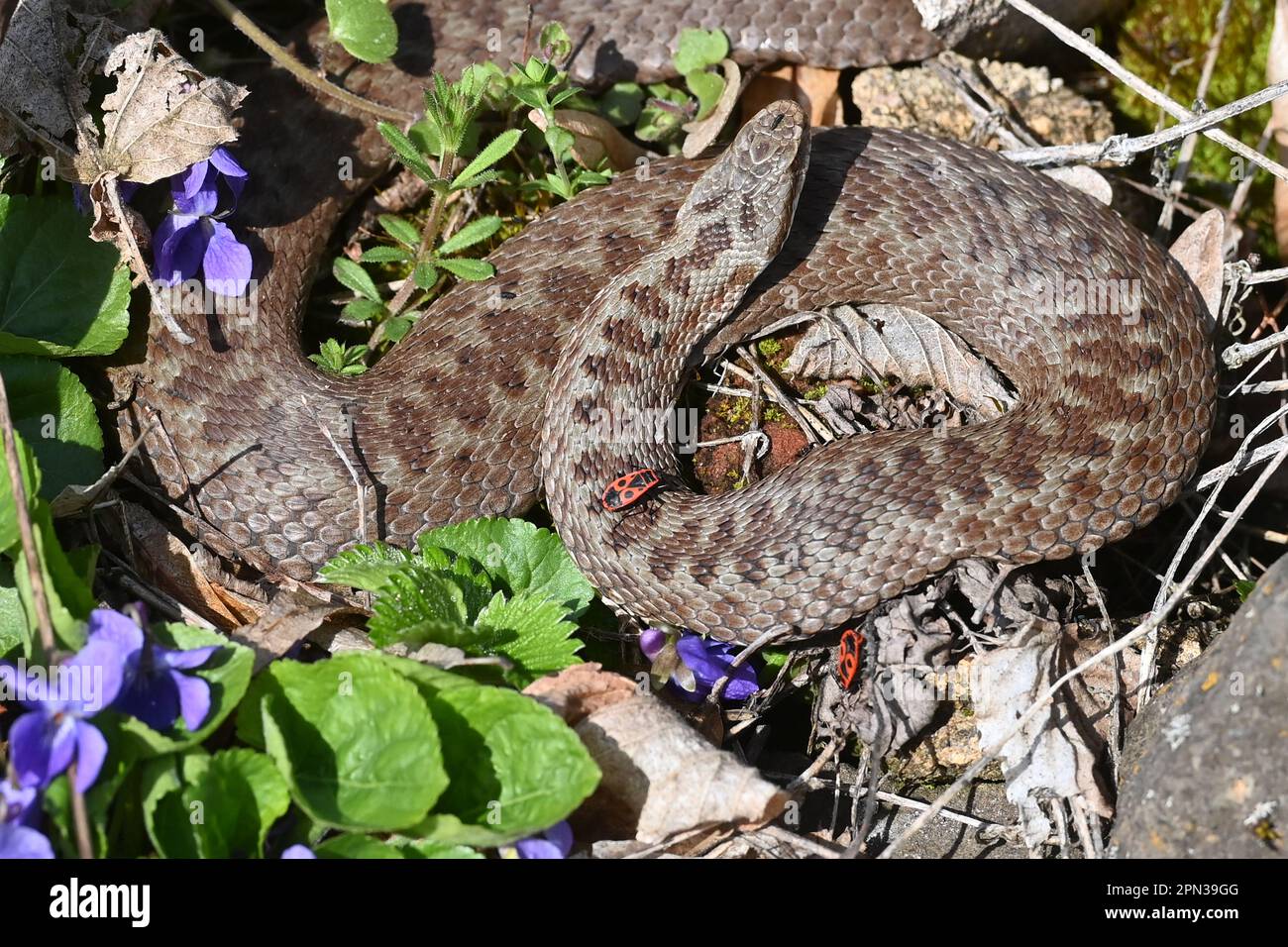 Svatobor, Czech Republic. 16th Apr, 2023. Viper berus (common European adder, common European viper), Viola reichenbachiana (early dog-violet, pale wood violet, slender wood violet, hedge violet, wood dog violet) and Pyrrhocoris apterus (firebug), are seen on April 16, 2023, in Svatobor, Czech Republic. Credit: Slavomir Kubes/CTK Photo/Alamy Live News Stock Photo