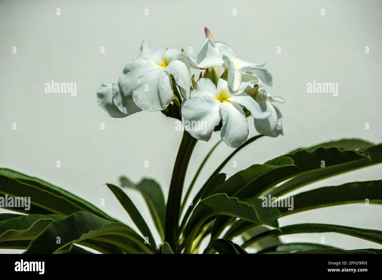 Madagascar Palm (Pachypodium lamerei) flowers against a white wall. Stock Photo